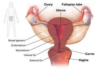 Vitamin D Infertility Study